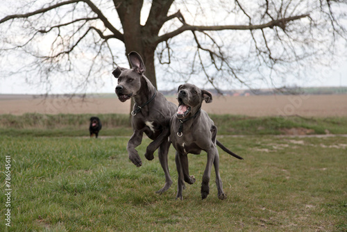 Zwei deutsche Doggen beim Spielen auf einem Feld