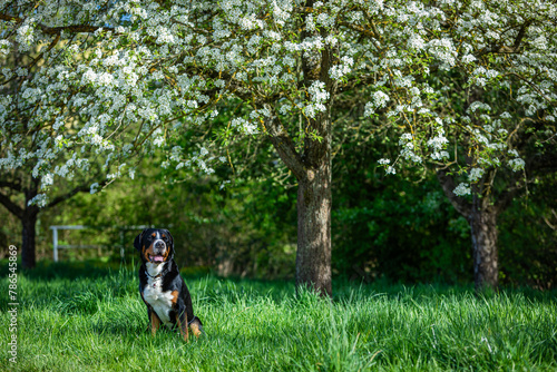 swiss mountain dog with blooming apple trees