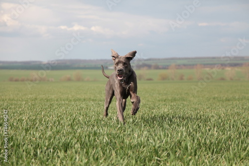 Eine deutsche Dogge läuft auf die Kamera zu 5/9