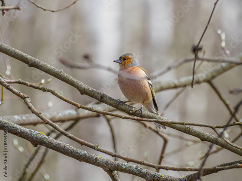 The Eurasian chaffinch (Fringilla coelebs) is a common and widespread small passerine bird in the finch family
