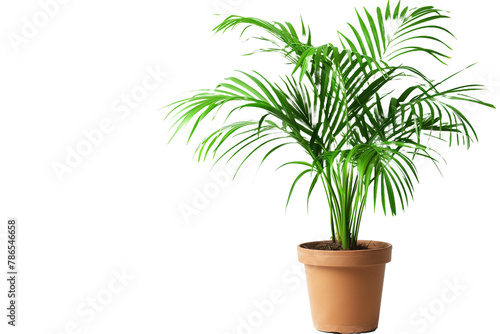 Indoor Palm Plant in Terracotta Pot - Isolated on White Transparent Background, PNG
