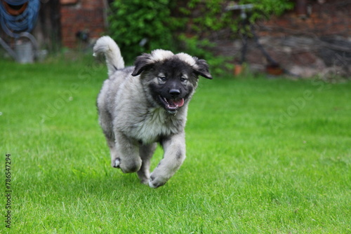 Obraz na plátně Kaukasischer Hirtenhund Welpe beim Spielen