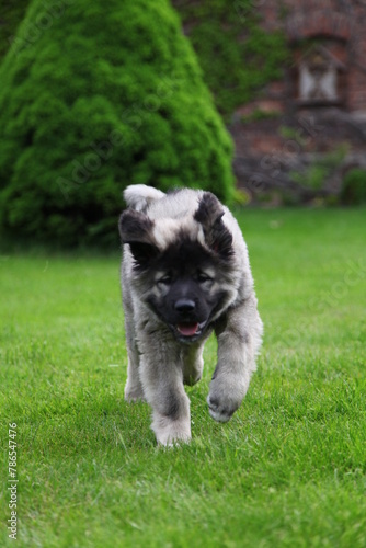 Kaukasischer Schäferhund Welpe beim Spielen