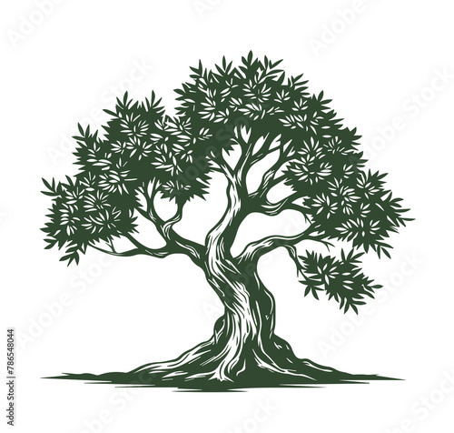 Olive tree, hand drawn style.