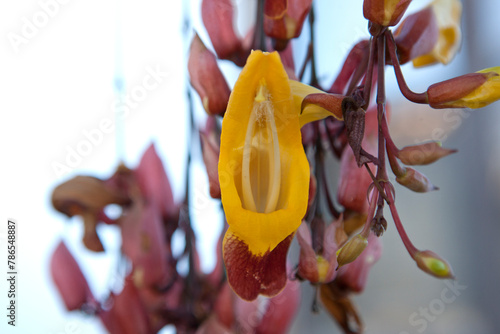 Thunbergia mysorensis flower close up photo