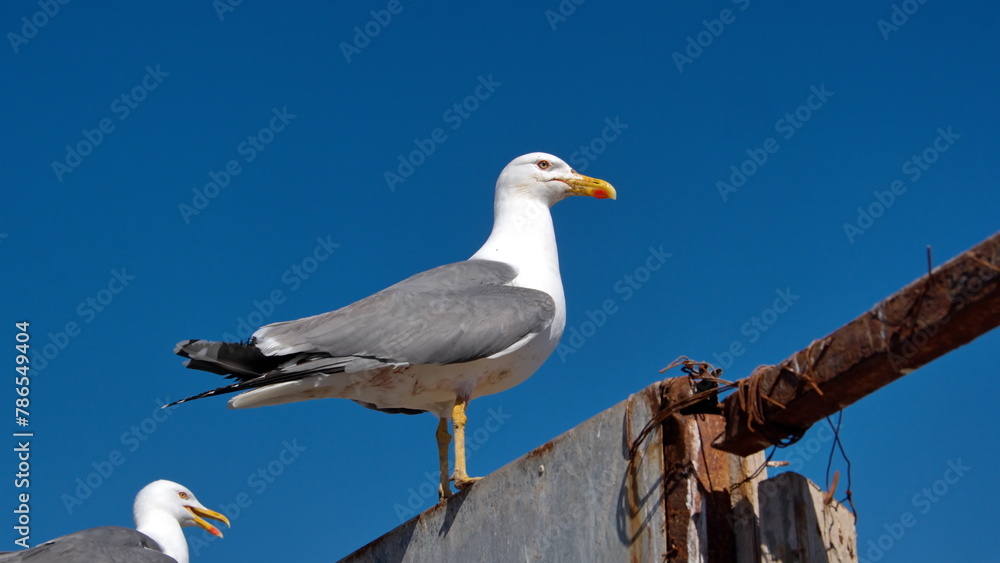 Yellow-legged gull (Larus michahellis) perched on a wall at the port in Essaouira, Morocco Yellow-legged gull (Larus michahellis) perched on a wall at the port in Essaouira, Morocco