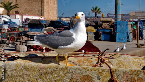 Yellow-legged gull (Larus michahellis) at the port in Essaouira, Morocco photo