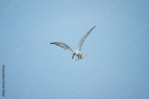 Whiskered Tern - Fly in field feeding some food
