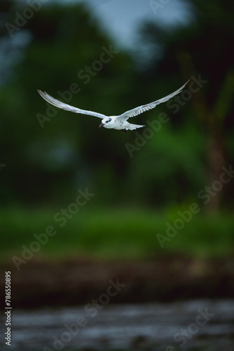 Whiskered Tern - Fly in field feeding some food