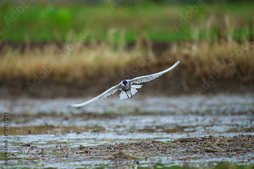 Whiskered Tern - Fly in field feeding some food