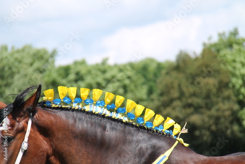 The Pretty Decorated Mane of a Large Show Horse.
