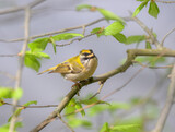 A common firecrest male, Regulus ignicapilla, the European smallest bird perching on a branch in spring, Rhineland Germany