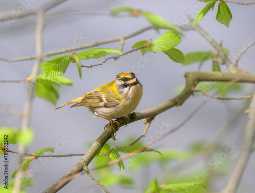 A common firecrest male, Regulus ignicapilla, the European smallest bird perching on a branch in spring, Rhineland Germany