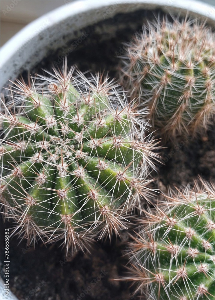 Three small potted cacti. Close-up. 
