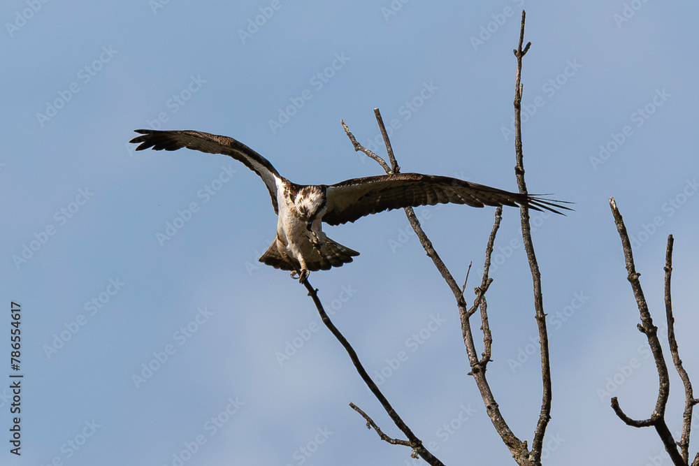 Balbuzard pêcheur, Pandion haliaetus, Western Osprey Balbuzard pêcheur, Pandion haliaetus, Western Osprey
