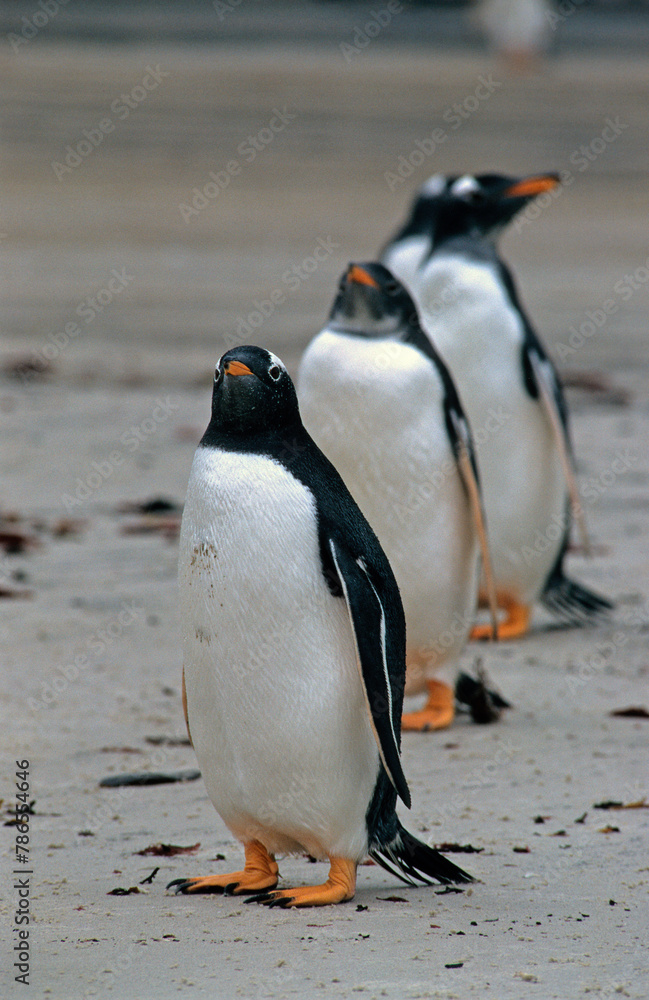 Fototapeta premium Manchot papou, .Pygoscelis papua, Gentoo Penguin, Iles Falkland, Malouines