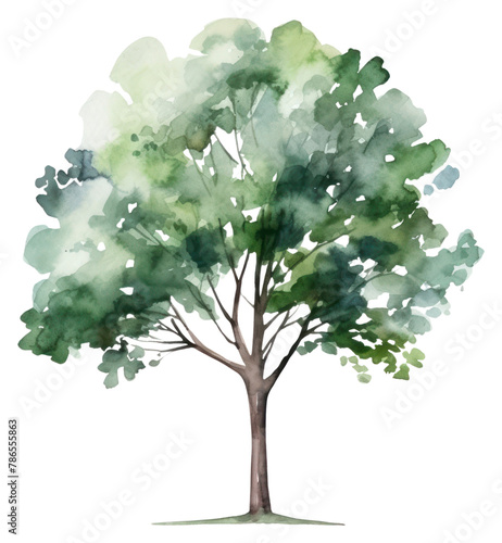PNG Tree plant white background watercolor paint