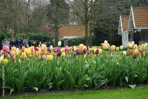 Tulips in the park #786556040