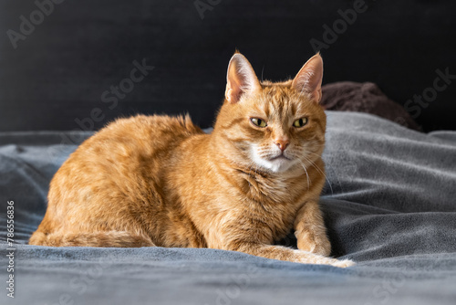 Red-haired sleepy cat with a white muzzle and yellow eyes lies in the bedroom on a bed on a gray blanket