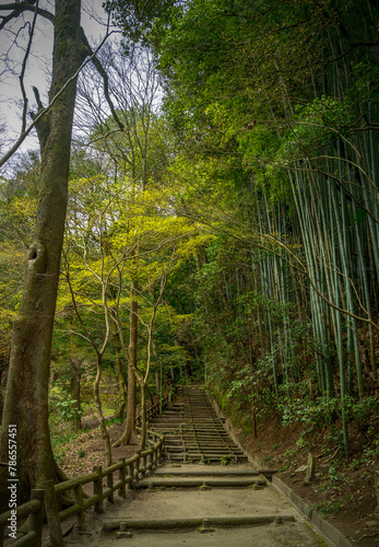 Forest pathway with bamboo at Myoo-In shrine in Fukuyama, Hisohima perfecture.
