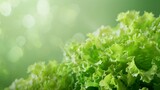 lettuce A photorealistic illustration against pastel pastel green background with copy space for text or logo, beautifully illuminated by studio lighting 