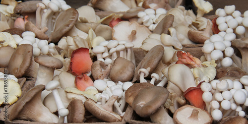 A Varied Collection of Freshly Picked Edible Mushrooms.