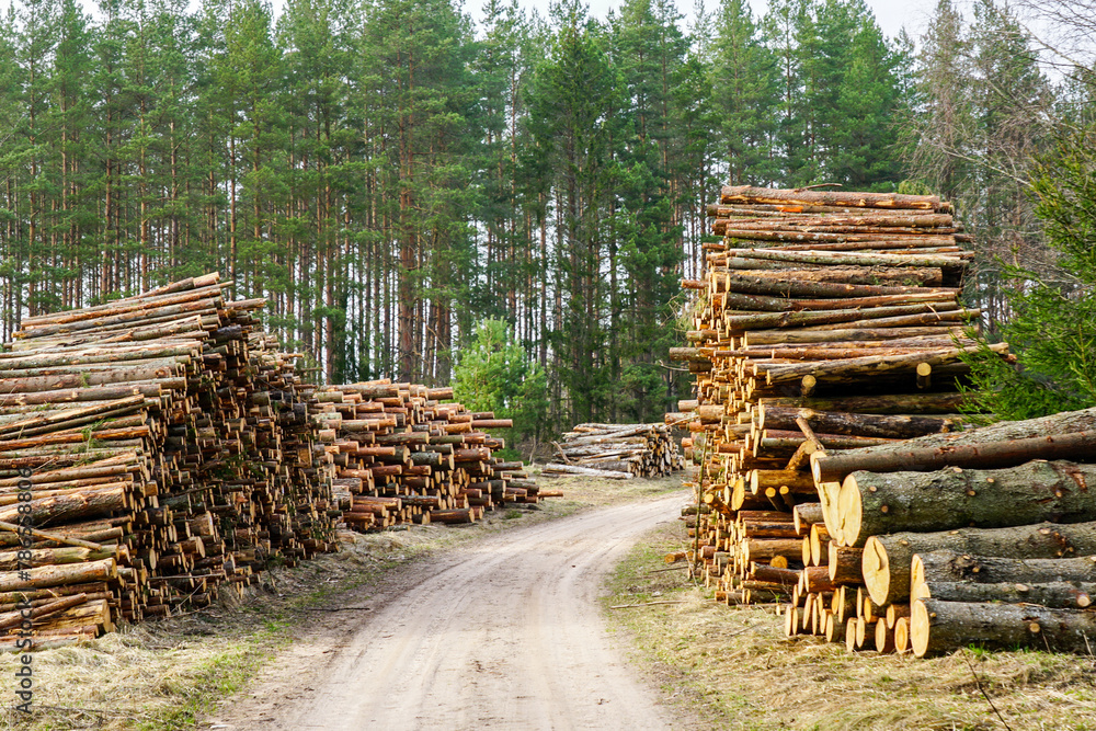 Large piles of felled pine logs piled up on the edge of a forest road, pinewood raw material, forestry