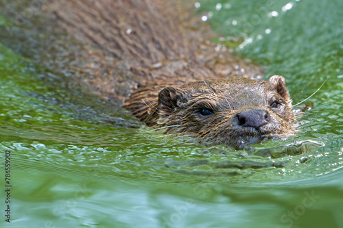Close-up of European river otter (Lutra lutra) swimming in stream © Philippe
