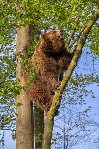 European brown bear (Ursus arctos) climbing tree in forest