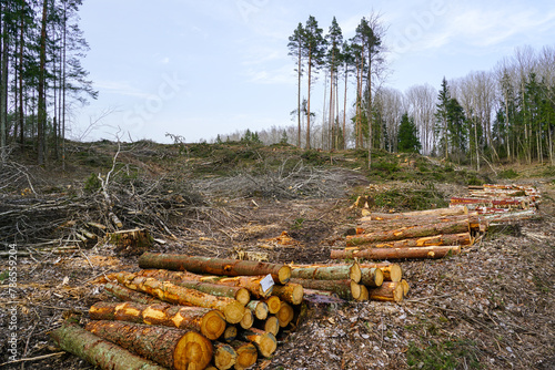 Felled forest that damages the natural ecosystem and contributes to global climate change, logging