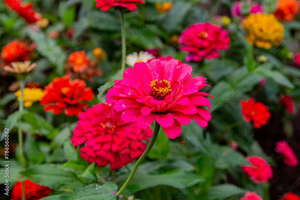 Bright flower meadow. Field with a wide variety of flowers. A wonderful corner with flowers, a flower garden. Bright flower meadow. Field with a wide variety of flowers. A wonderful corner with flowers, a flower garden.