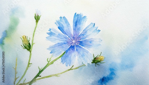 Chicory Edward Bach flower Watercolor Blue