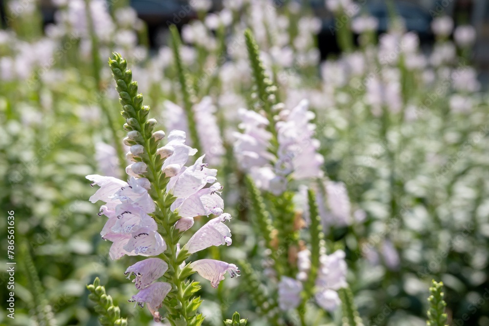 Obraz premium False dragonheaf flower (Physostegia virginiana, obedient plant, obedience) in meadow