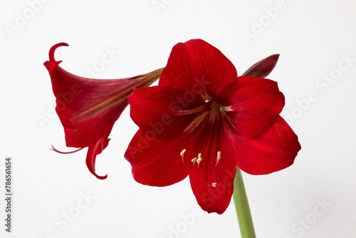 Red Hippeastrum reginae (amaryllis) flower in front of bright background