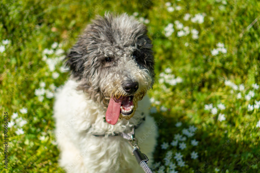 Labradoodle Sitting in Wild Flowers Labradoodle Sitting in Wild Flowers