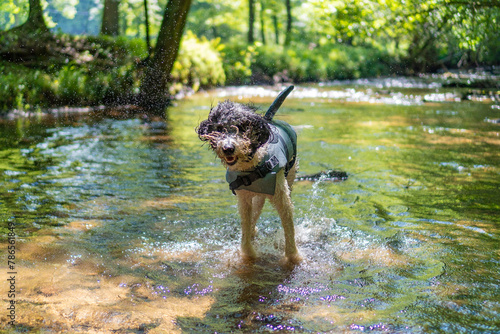 Labradoodle Swimming  in a Shark Fin Life Jacket