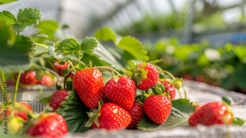 A bunch of red strawberries hanging from a plant. Concept of freshness and abundance. Photos of fresh strawberries in the greenhouse