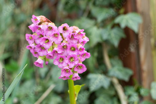 Blossoming bergenia cordifolia.