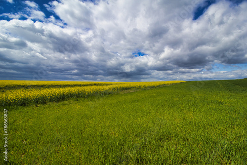 Beautiful view on the field of yellow rapeseed in cloudy spring fresh day. Czech Republic.
