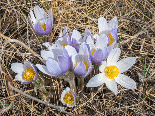 Pasqueflowers the true harbingers of Spring in Saskatchewan photo