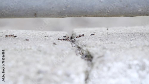 Observing Fire Ants in Outdoor Activity. High quality 4k footage