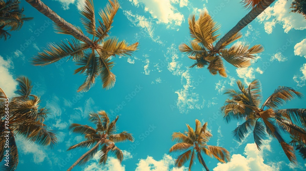 Relaxing Palm Tree Sky View Relaxing Palm Tree Sky View