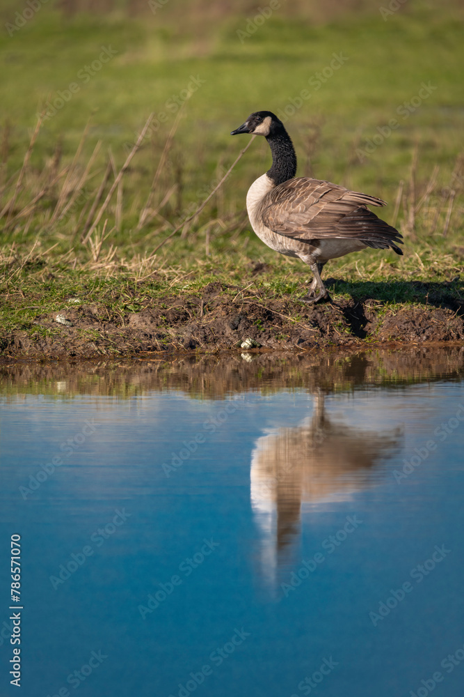Wild goose near lake with water in spring fresh sunny day Wild goose near lake with water in spring fresh sunny day