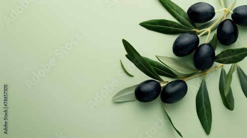 Black olives  a  photorealistic illustration against pastel pastel green background with copy space for text or logo  beautifully illuminated by studio lighting 