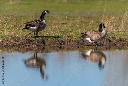 Wild goose near lake with water in spring fresh sunny day © luzkovyvagon.cz