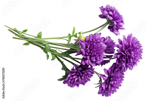 PNG Bouquet purple flower plant herbs white background.