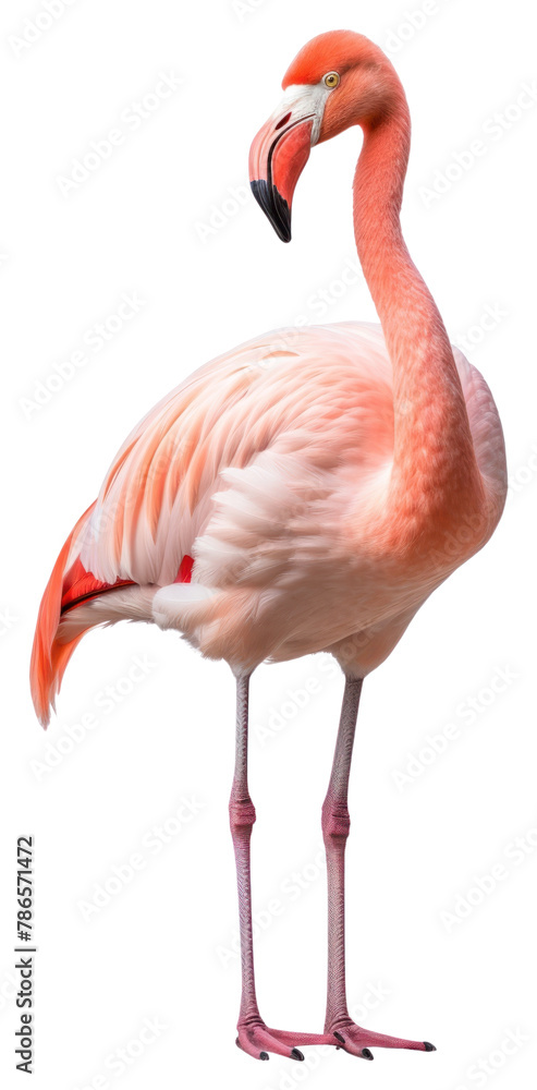 PNG  Flamingo flamingo animal bird.