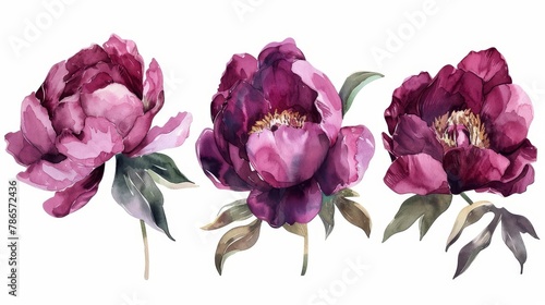 Fototapeta Naklejka Na Ścianę i Meble -  watercolor burgundy peony flowers clipart handpainted floral illustration png with transparent background