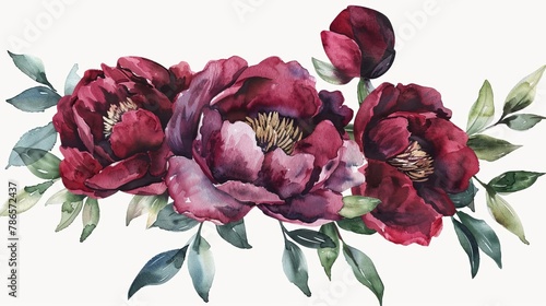 Fototapeta Naklejka Na Ścianę i Meble -  watercolor burgundy peony flowers clipart handpainted floral illustration png with transparent background