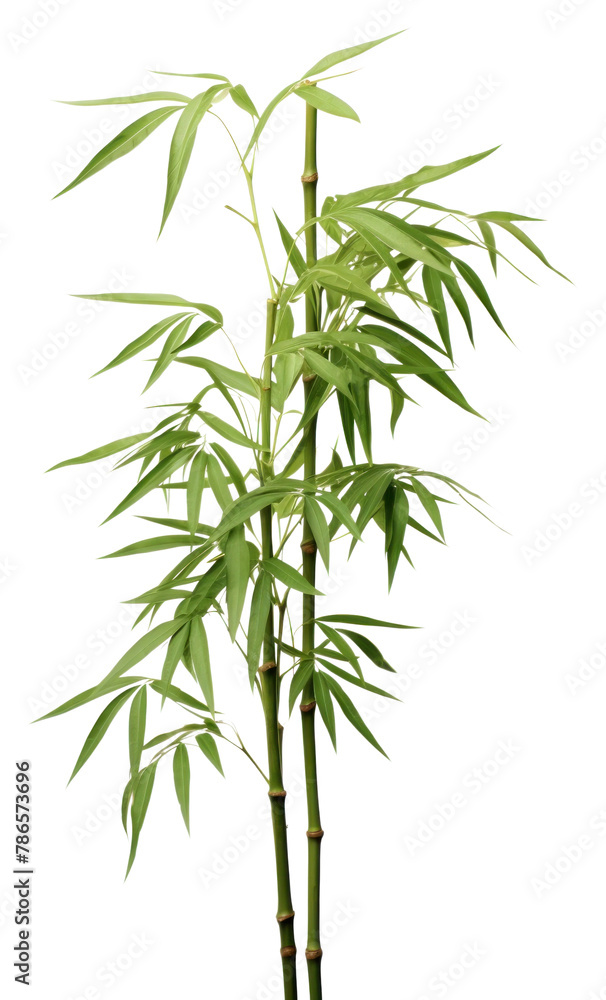Obraz premium PNG Four bamboo plant white background freshness cannabis.